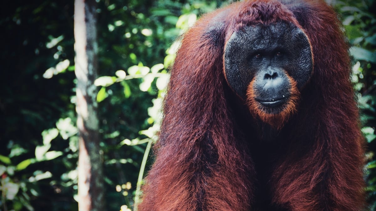Alpha Male Orang Utan in Forest